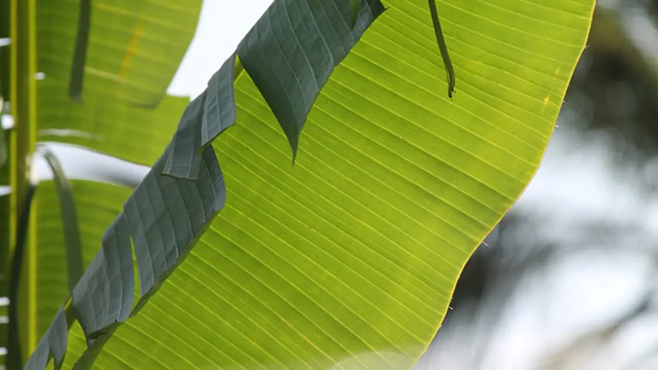 6 Khasiat Menakjubkan Di Balik Daun Pisang