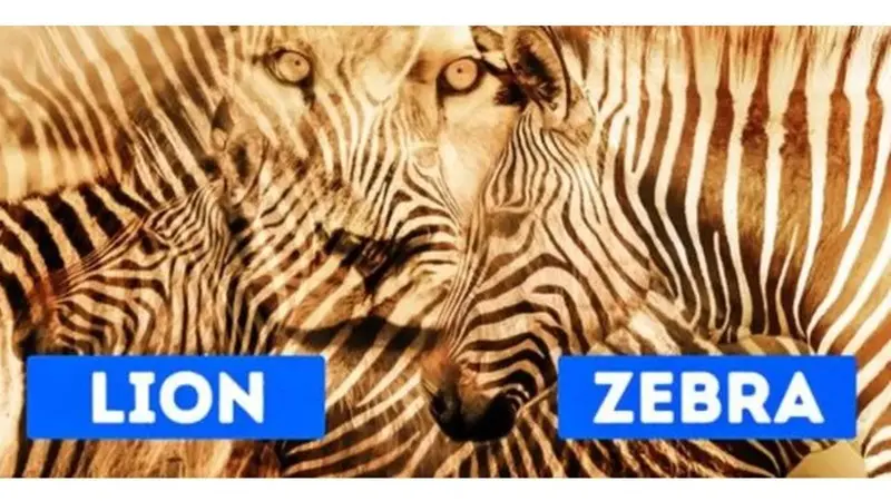 Zebra atau Singa yang Dilihat? Jawabannya Ungkap Kepribadian Ekstrovert atau Introvert