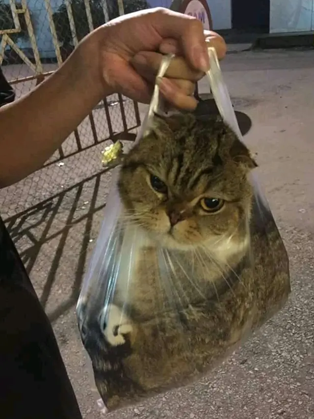 6 Momen Kucing di Dalam Plastik Ini Bikin Ketawa Geli
