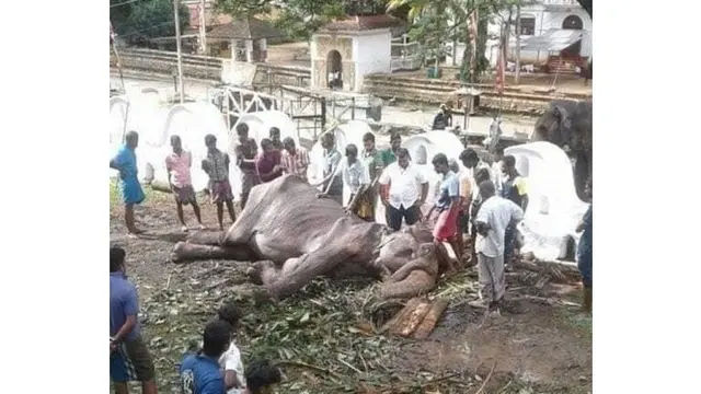 Tragis, Gajah Kurus yang Dipaksa 'Bekerja' Tiap Malam Akhirnya Mati