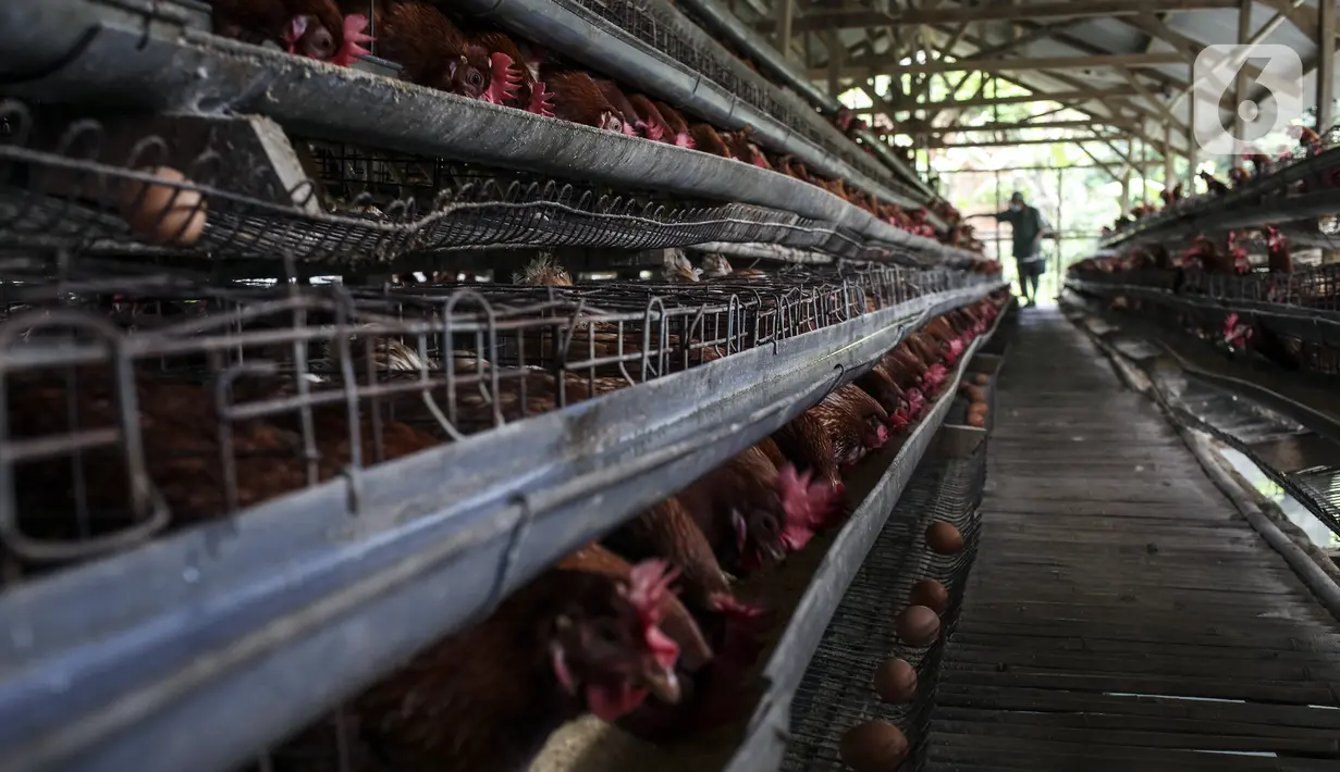 Peternak memanen telur di Desa Pengasinan, Kecamatan Gunung Sindur, Bogor, Jawa Barat, Sabtu (20/11/2021). Beberapa minggu lalu harga telur sempat turun hingga Rp 19 ribu per kilogram (kg), namun saat ini naik hingga Rp 26 ribu per kg. (Liputan6.com/Johan Tallo)