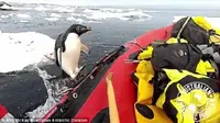 Seekor penguin memutuskan untuk menguntit tim peneliti. Hewan Antartika ini melompat keluar dari dalam air dan langsung melompat ke perahu karet mereka. (Matt McKay/Australian Antarctic Division)