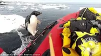 Penguin Ini Tiba-Tiba Lompat ke Kapal, Penasaran dengan Manusia?