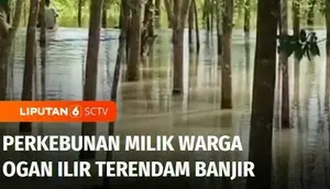 Banjir masih merendam sejumlah wilayah di Ogan Ilir, Sumatra Selatan. Tidak hanya rumah dan fasilitas umum, banjir juga merendam perkebunan milik warga.
