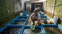 6 Ide Usaha Ternak Cepat Menghasilkan Uang Setelah Kehilangan Pekerjaan