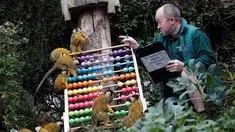 Petugas menghitung jumlah monyet tupai saat melakukan sensus di Kebun Binatang ZSL London, Inggris, Kamis (3/1). Sensus tahunan ini wajib dilakukan sebagai persyaratan izin kebun binatang. (Adrian DENNIS/AFP)