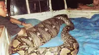 Warga Riau Tangkap Ular Piton Raksasa di Samping Kandang Sapi