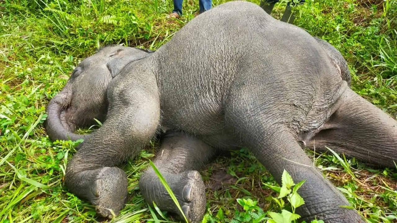 Anak gajah mati di PLG Minas karena diserang virus herpes gajah.