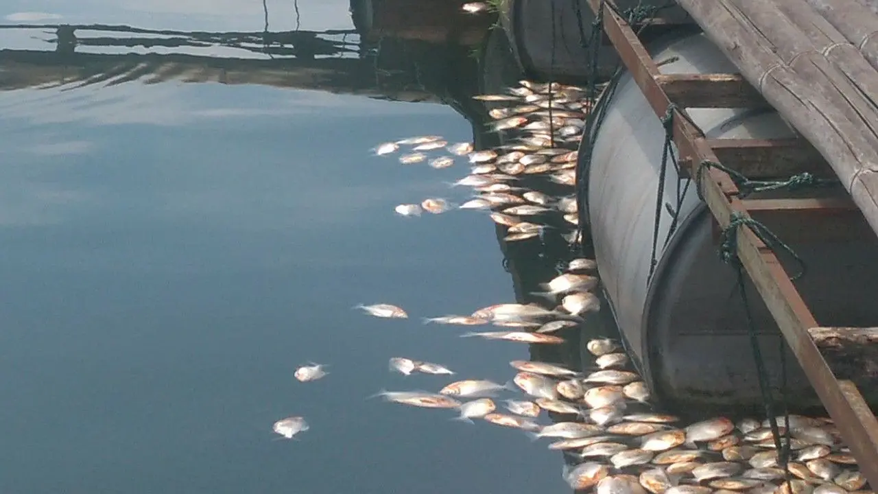 Ikan Mati Mendadak di Cianjur