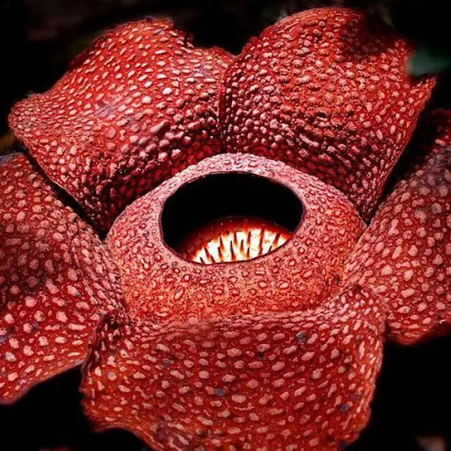 Selain Rafflesia Arnoldii Ini Bunga Bunga Terbesar Di Dunia Lifestyle Fimela Com