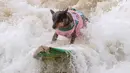 Seekor anjing, Maya De Moraes Jr. ambil bagian dalam kompetisi Surf City Surf Dog di Huntington Beach, California pada 28 September 2019. Para anjing menunjukkan keahlian mereka dengan menaklukkan ombak setinggi satu sampai tiga kaki. (Kyle Grillot / AFP)