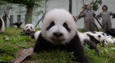 Ekspresi anak panda saat terbaring di tanah di Bifengxia Base of China Conservation and Research Centre of the Giant Panda di Wenchuan, provinsi Sichuan, China (13/10). Laju kelahiran Panda sedang ditingkatkan di China. (AFP Photo/Str/China Out)