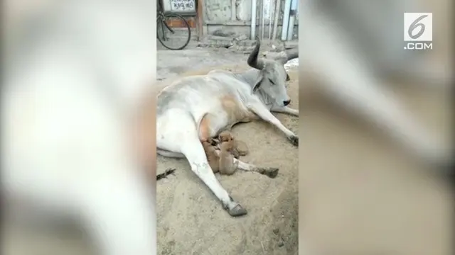 Seekor sapi menyusui para anak anjing di India. Anak anjing yang berjumlah empat ekor itu ditinggal mati induknya.