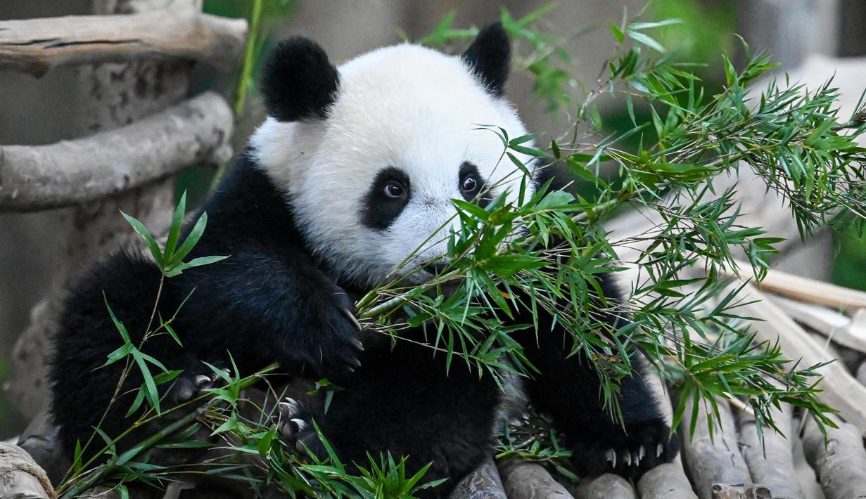 Panda betina Sheng Yi mencari makan di daun bambu di kandang panda di Kebun Binatang Nasional di Kuala Lumpur pada 25 Mei 2022. Sheng Yi yang dilahirkan pada 31 Mei tahun lalu kini berada dalam keadaan sehat dan telah mencapai berat melebihi 27 kilogram. (AFP/Mohd Rasfan)