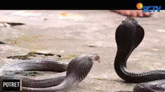 Tak cuma bermodal berani dan nekat, Nur juga mesti paham kapan waktu yang tepat menemukan kobra.