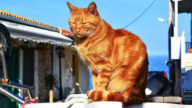 Pecinta Kucing, Ini 5 Pulau di Jepang Cocok Jadi Tujuan Wisata