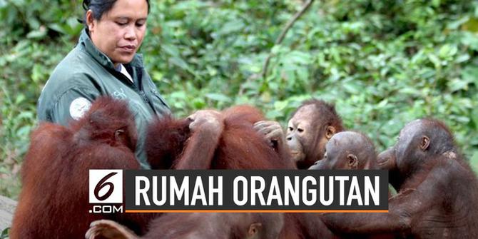 VIDEO: Ada Rumah Orangutan di Ibu Kota Baru