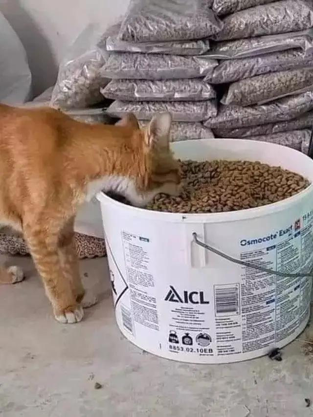 7 Momen Nyeleneh Orang Manjakan Hewan Peliharaan Ini Kocak Banget