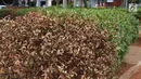 Tanaman yang mengering di Taman Sepeda, Jakarta Selatan, Sabtu (25/8). Kurangnya perawatan serta musim kemarau yang masih berlangsung di Ibukota membuat rumput dan sejumlah tanaman di taman tersebut mati akibat kekeringan. (Liputan6.com/Immanuel Antonius)