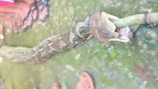 Anak Petani Nyaris Ditelan Ular Piton di Muna