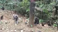 Monyet Hitam di Taman Nasional Bantimurung Bulusaruang. (Liputan6.com/ Ahmad Yusran)