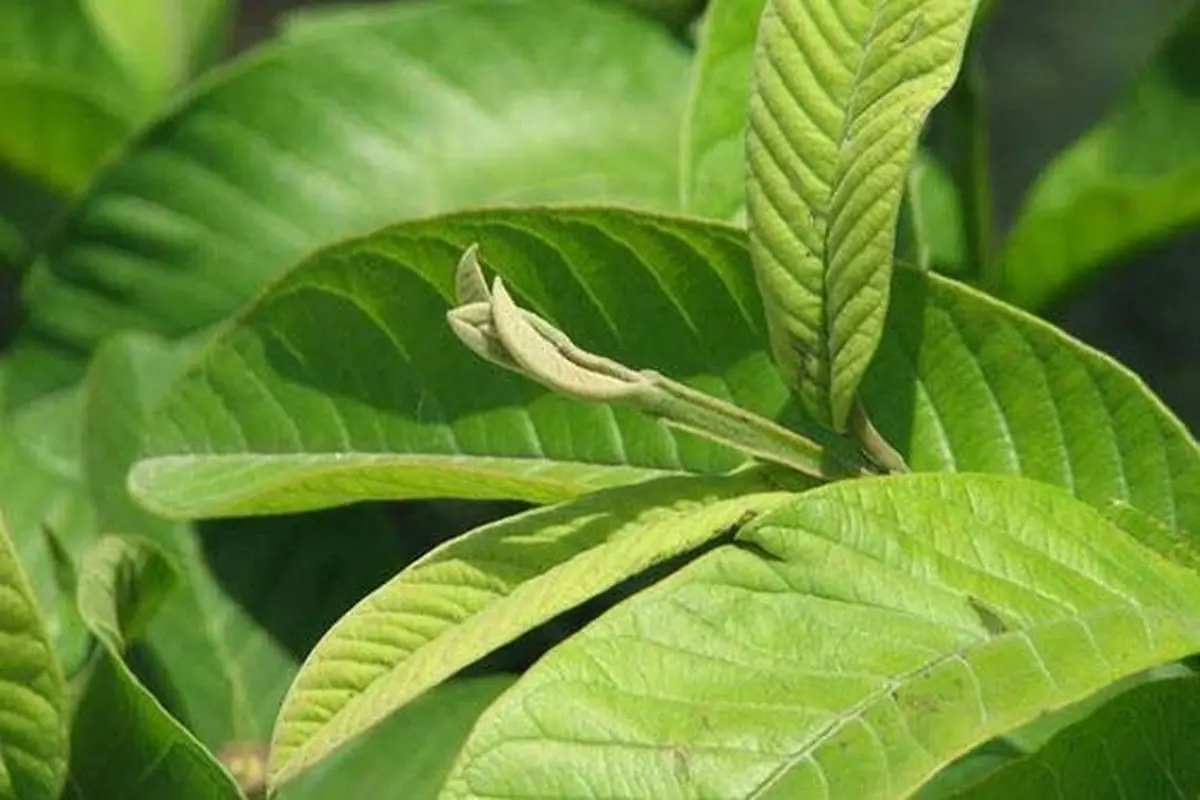 Daun Jambu Biji. (foto: Pinterest/Nu Sữa).