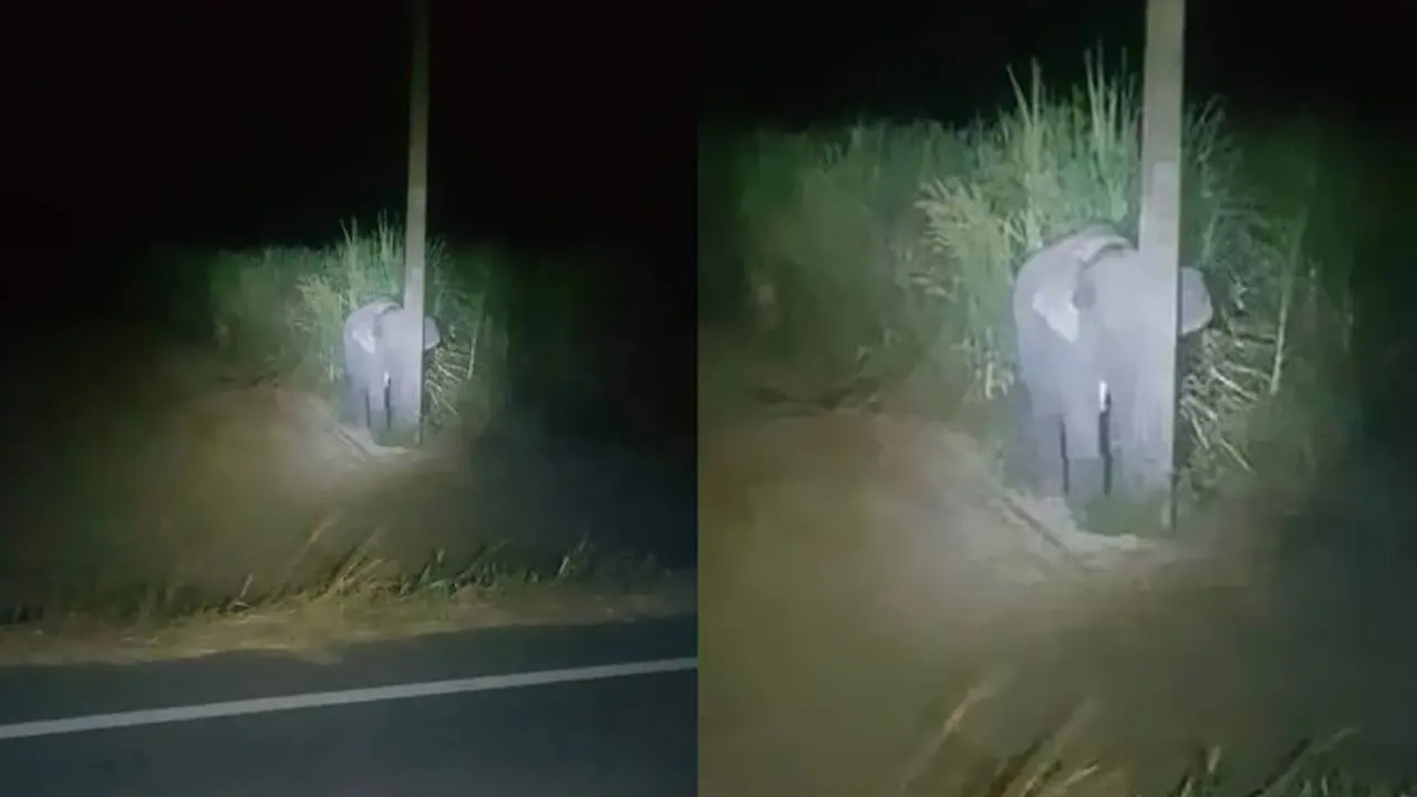 Ketahuan Makan Tebu, Kelakuan Bayi Gajah Ini Bikin Gemas