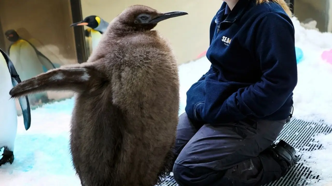 Pesto Si Penguin