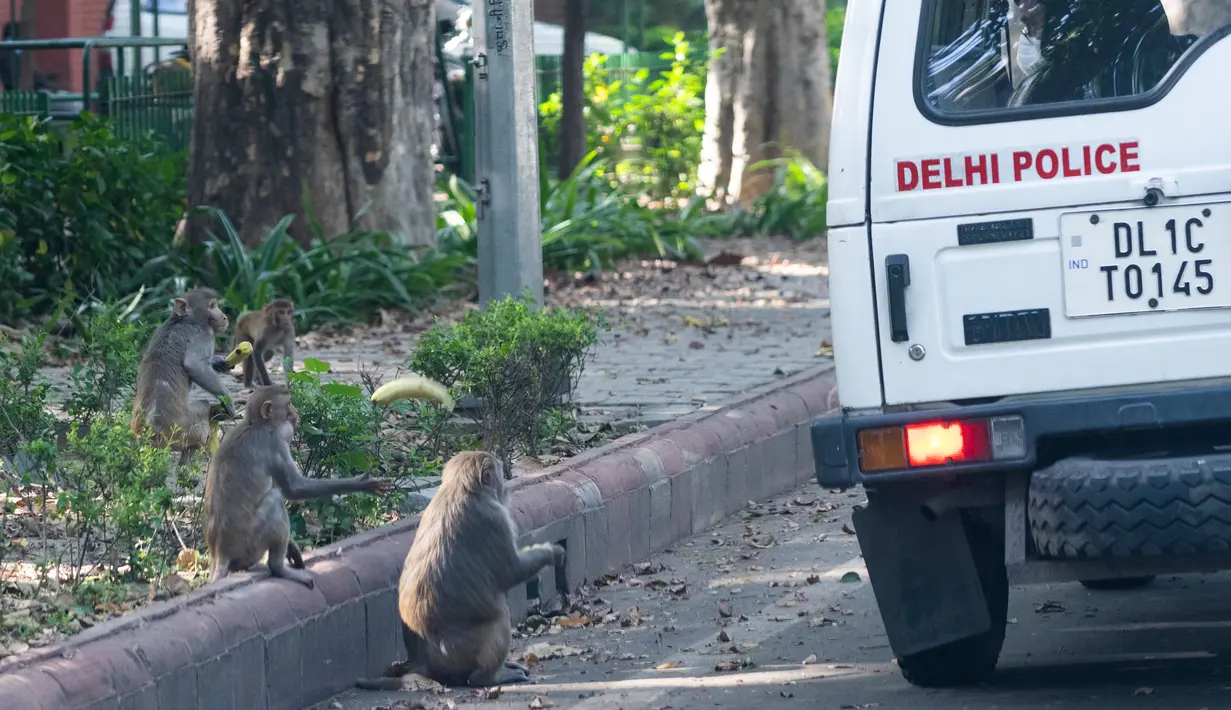 Seorang polisi memberikan pisang kepada monyet di sebuah jalan di tengah suasana lockdown di New Delhi, India (2/4/2020). (AFP/Jewel Samad)