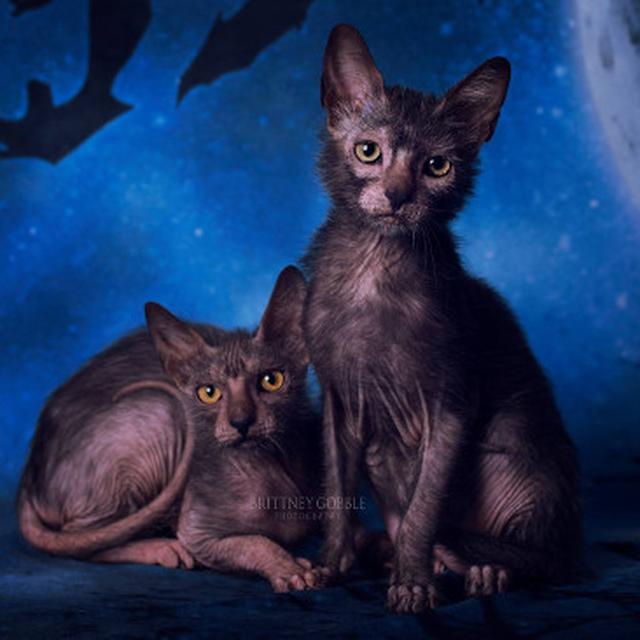 Mengenal Kucing Manusia Serigala Global Liputan6 Com