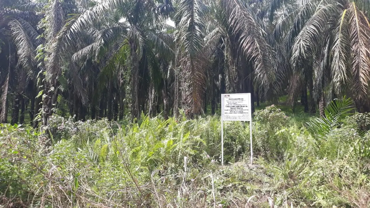 Lahan sawit seluas 530 hektare milik eks Sekretaris MA Nurhadi yang disita KPK
