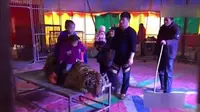 Seekor harimau tengah menjadi objek selfie pengunjung sirkus