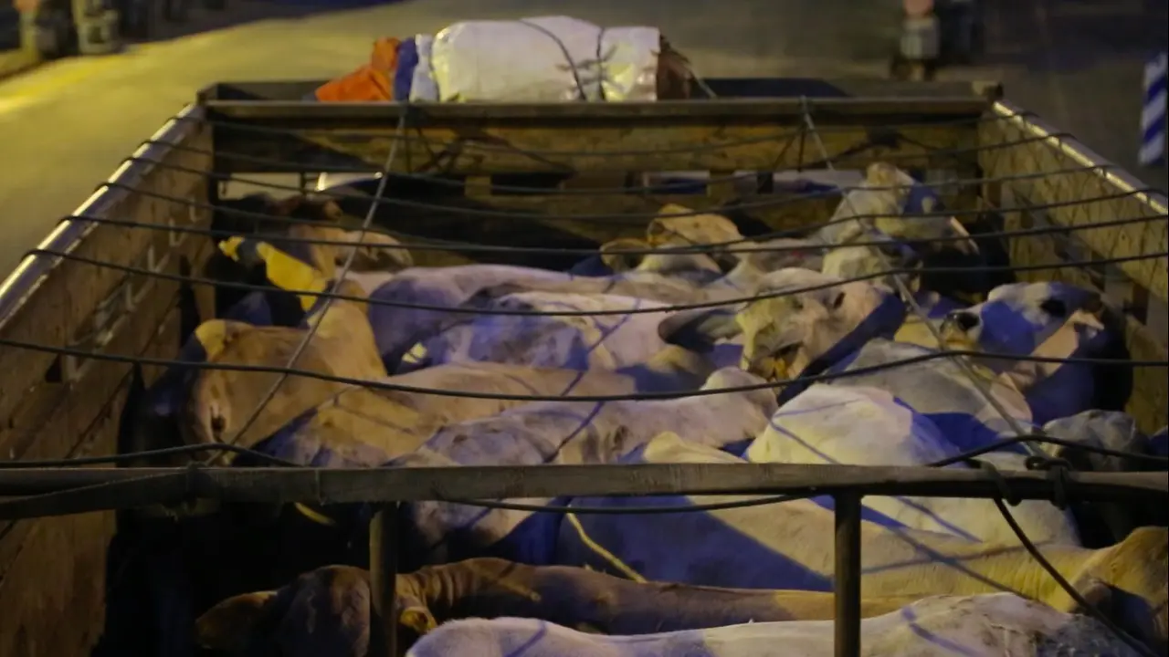 Sapi impor dari Australia