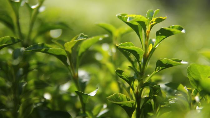 Matcha vs Teh Hijau: Senjata Ampuh Turun BB & Atasi Kolesterol