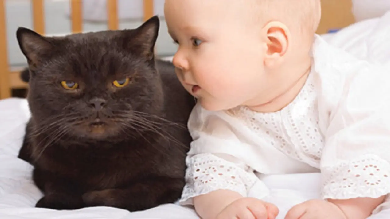 Bukti Kalau Kucing Juga Bisa Mengasuh Bayi
