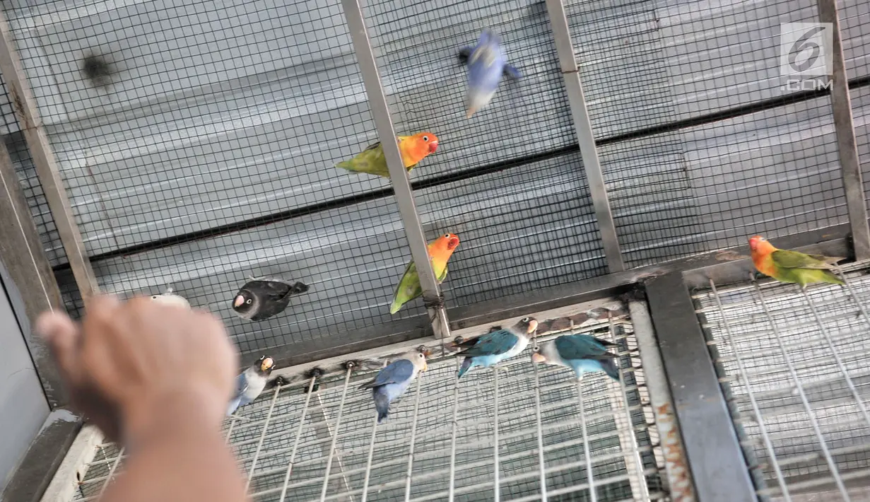 Peternak saat bermain dengan burung lovebird di sebuah peternakan kawasan Duren Sawit, Jakarta, Minggu (23/9). Nilai jual burung lovebird tergantung tingkat keindahan warna dan kicauan. (Merdeka.com/Iqbal Nugroho)