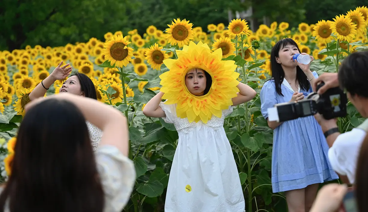 Orang-orang berfoto di ladang bunga matahari di sebuah taman di Beijing pada 2 Juli 2023. (Photo by Jade Gao / AFP)