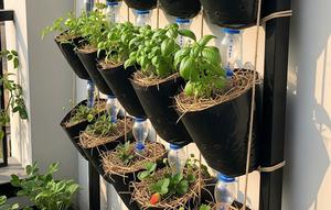 Layout Pot Polybag Gantung Seri. Foto: Gemini