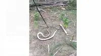 Ular Kobra 3 Meter Masuk Permukiman Warga di Sigi. (Liputan6.com/Heri Susanto)