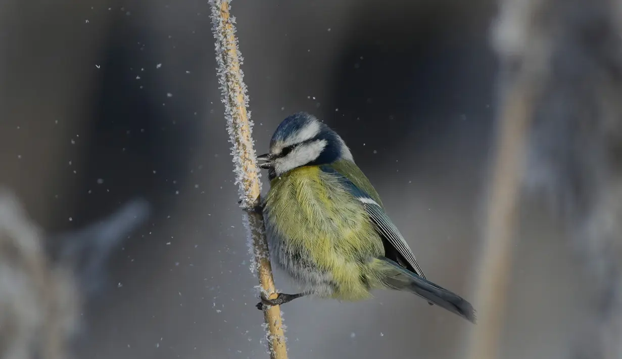 Seekor burung tit biru mencari makan di antara tanaman saat salju tebal turun di dekat Desa Belarusia Dukora, sekitar 40 Km (25 mil) tenggara Minsk, Senin (26/2). (AP Photo/Sergei Grits)