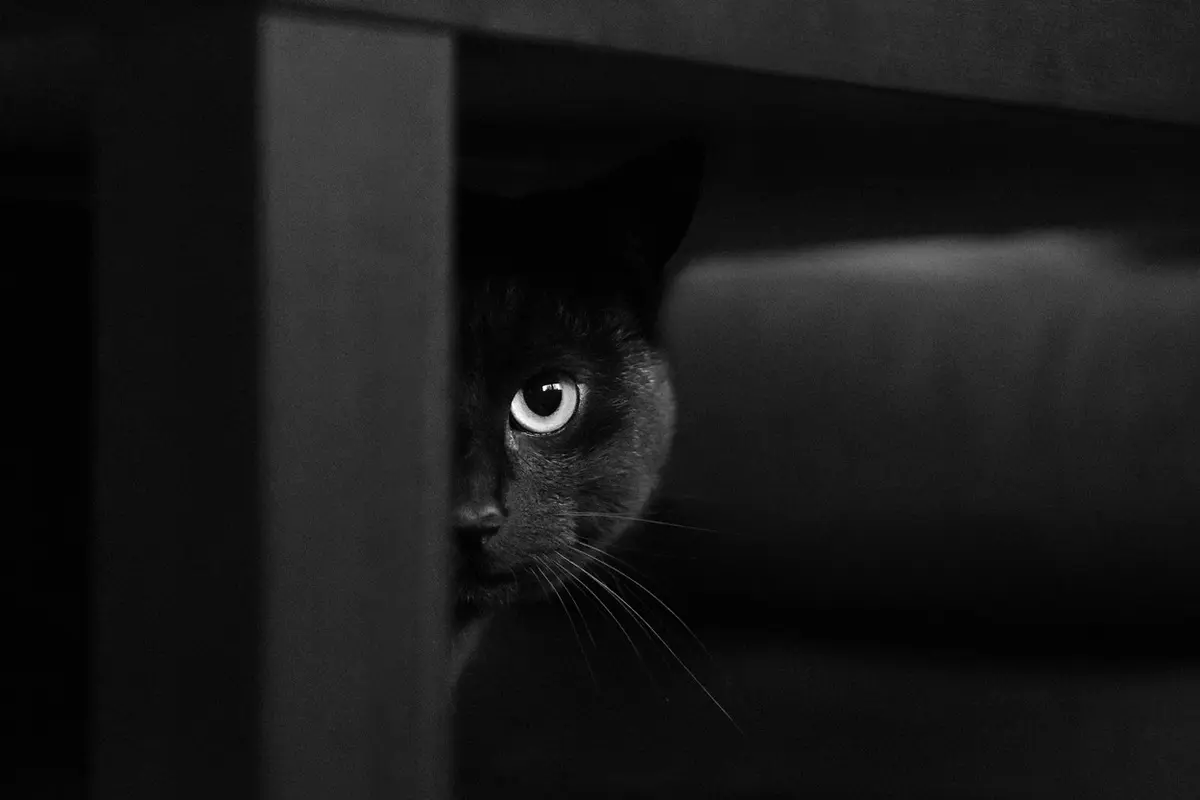 Lain Dari Biasanya, Kucing Ini Miliki Dua Warna Mata yang Berbeda