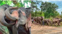 Doc:  Save Elephant Foundation