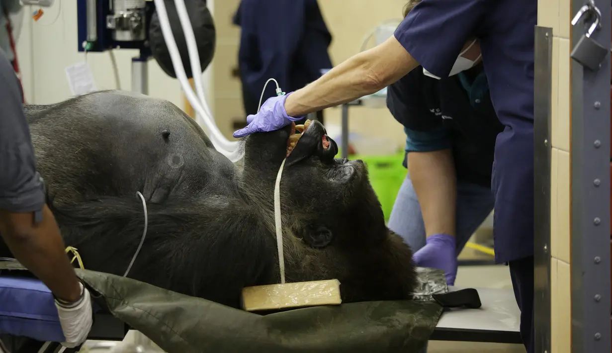 Spesialis dari Kebun Binatang Johannesburg dan University of Pretoria's Onderstepoort Veterinary Academy memantau Makokou usai menjalani CT scan di Veterinary Academy Hospital, Pretoria, Afrika Selatan, Sabtu (6/6/2020). Makokou menjalani CT scan karena sakit polip. (Phill Magakoe/AFP)