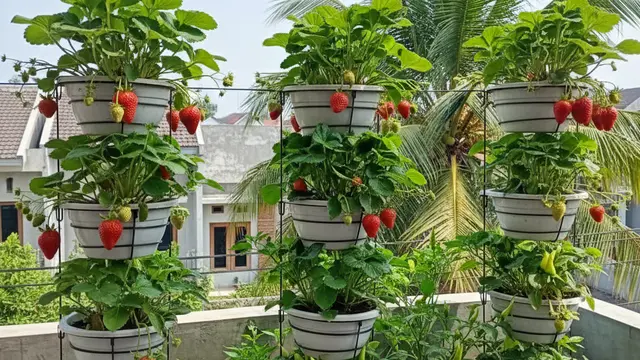 Ide Desain Kebun Buah Mini untuk Rumah Subsidi Type 27. AI