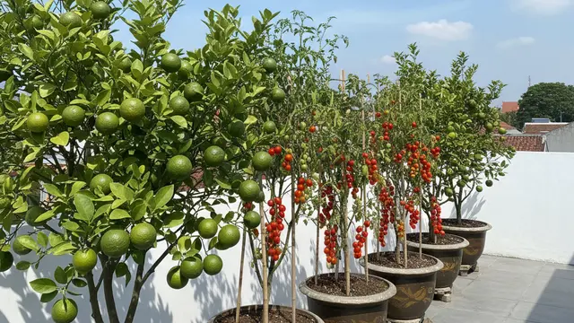 Ide Kebun Mini Produktif Tapi Minim Perawatan. Gemini