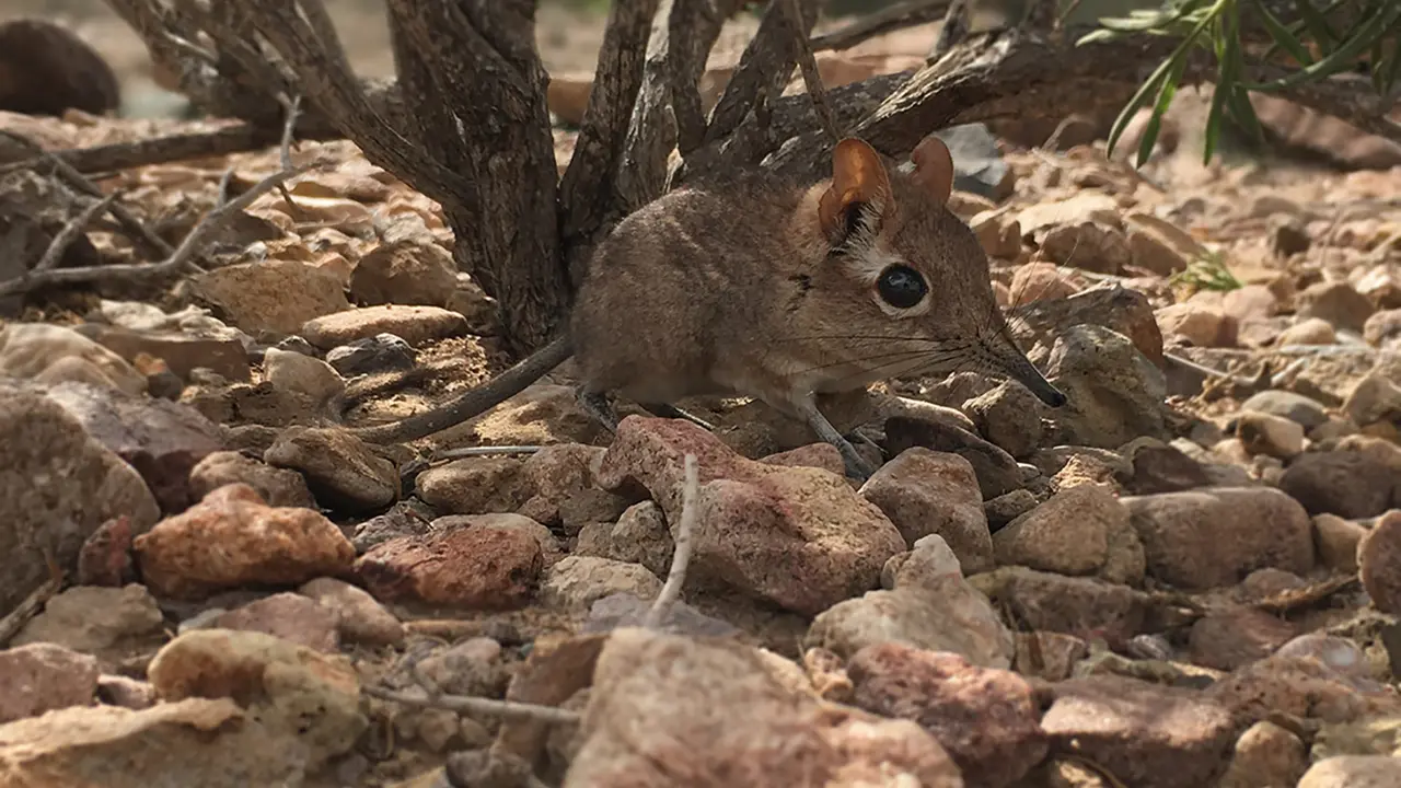 Somali Sengi,