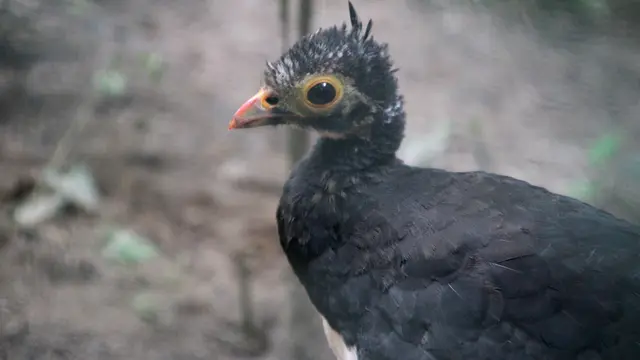 Burung Maleo