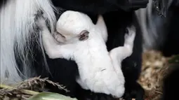 Bayi guereza yang baru lahir memegang guereza dewasa di kebun binatang di Praha, Republik Ceko, Rabu (26/2/2020). Bayi guereza dengan jenis kelamin yang masih belum diketahui tersebut lahir pada 24 Februari 2020. (AP Photo/Petr David Josek)