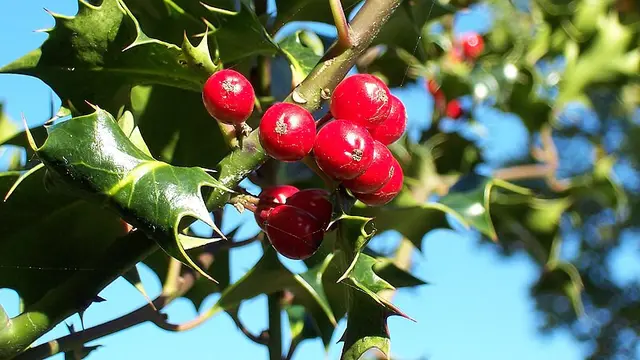 Tanaman holly (Wikipedia.org)