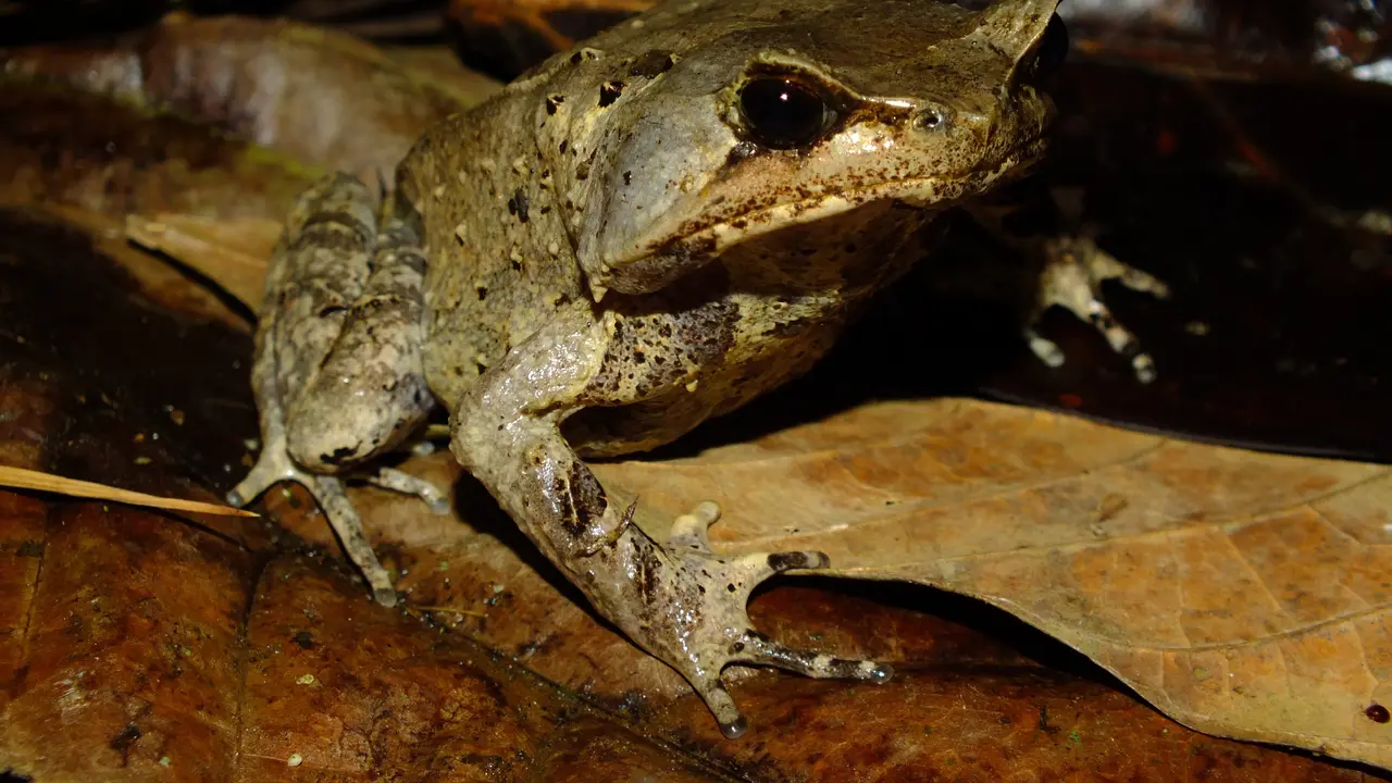 Katak Tanduk Sumatera Selatan (Megophrys Selatanensis)